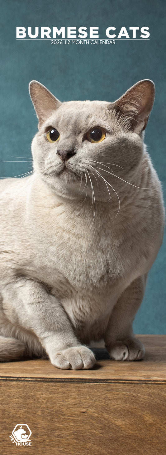 Burmese Cats - Slim Calendar 2026