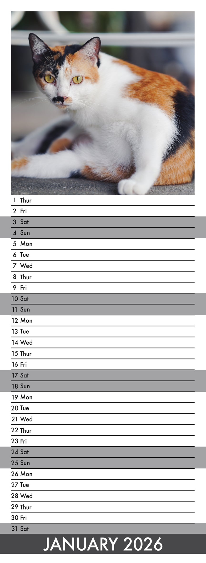 Calico Cats - Slim Calendar 2026