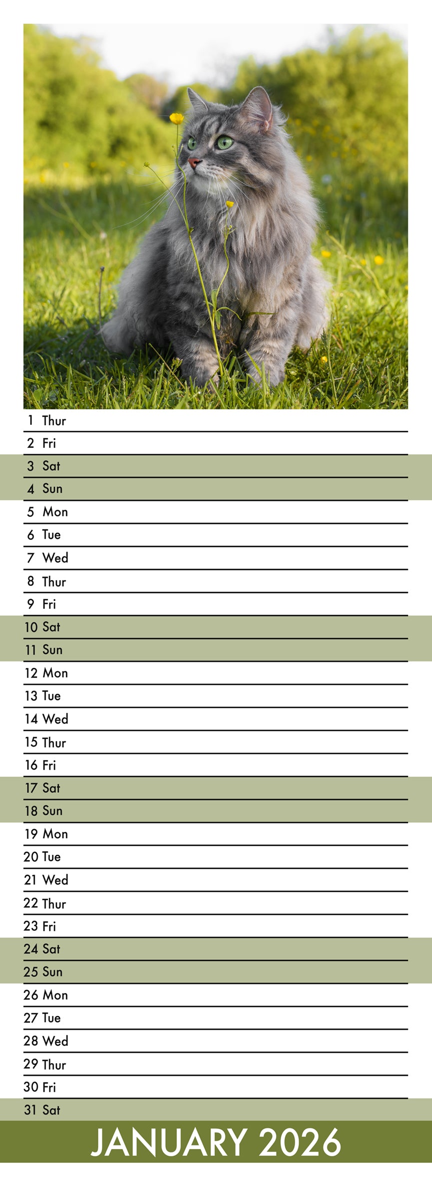 Cats - Slim Calendar 2026