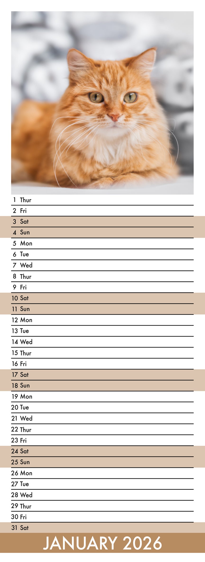 Ginger Cats - Slim Calendar 2026