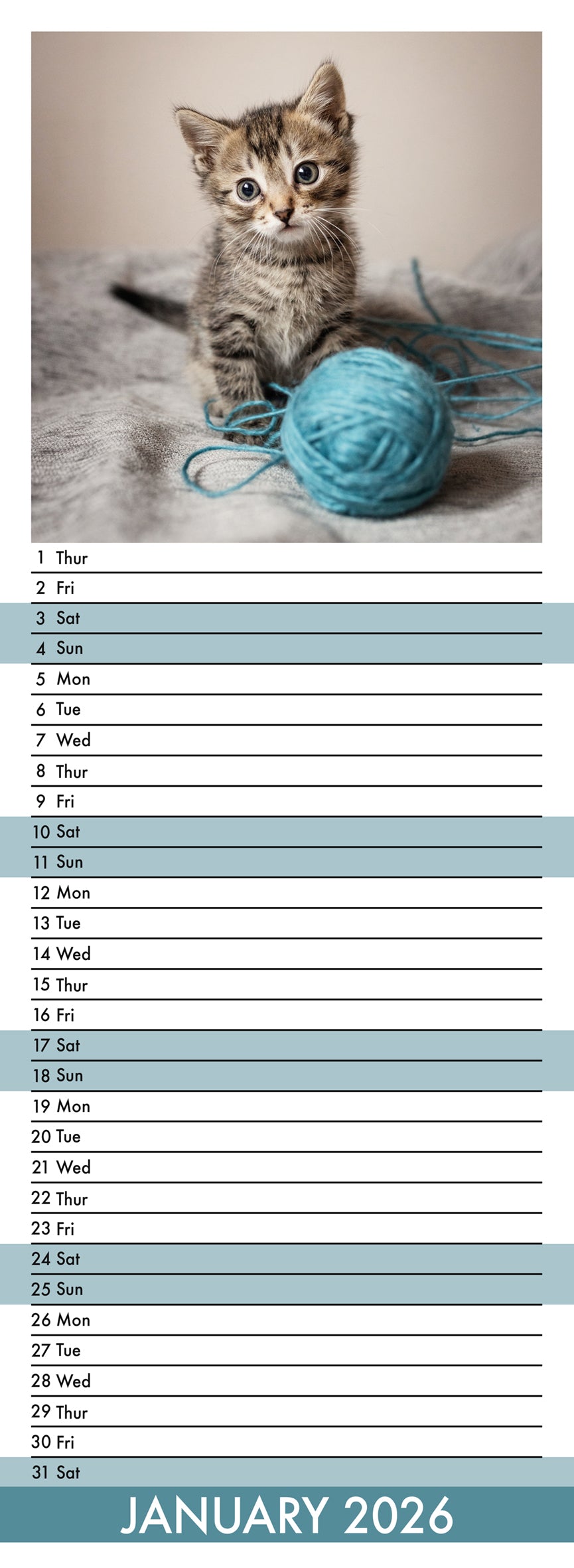 Kittens - Slim Calendar 2026