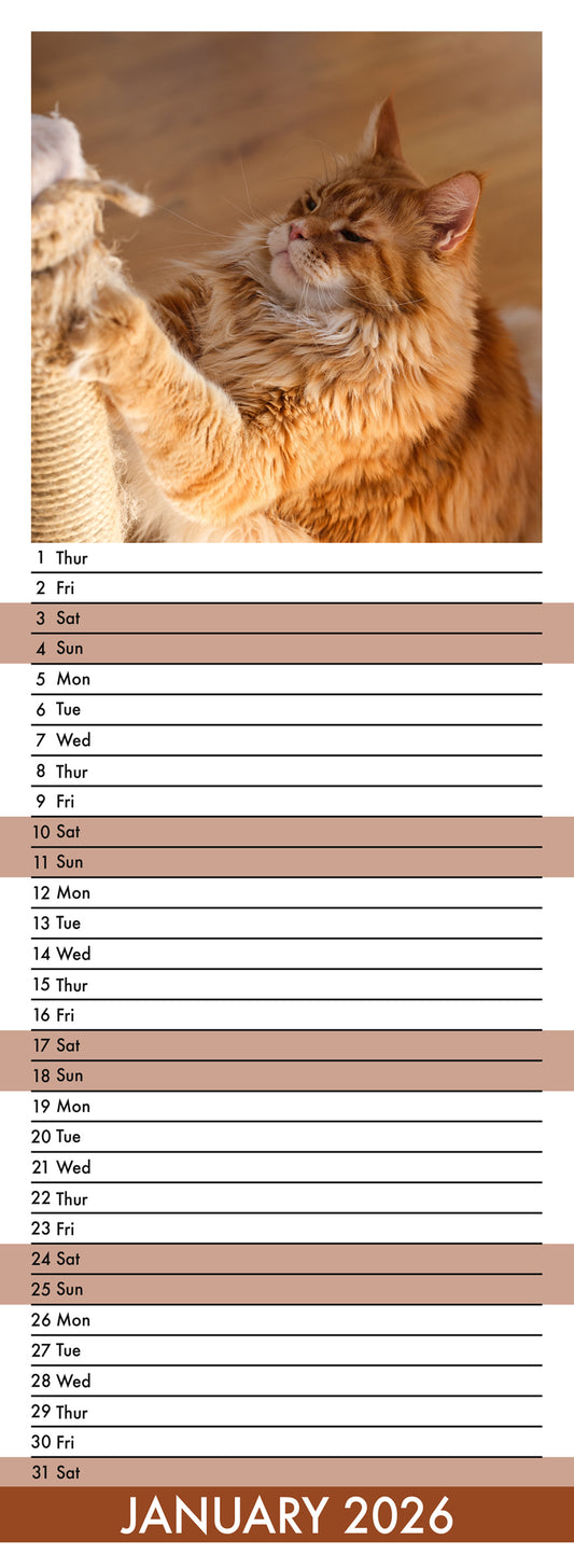 Maine Coon Cats - Slim Calendar 2026