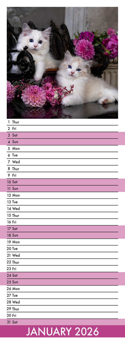 Ragdoll Cats - Slim Calendar 2026