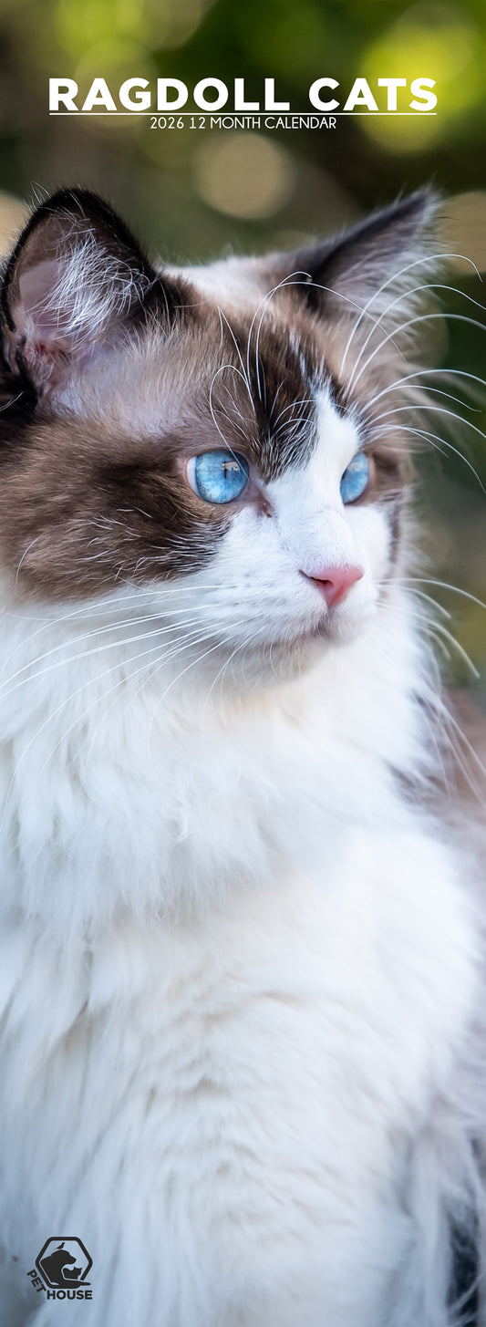 Ragdoll Cats - Slim Calendar 2026