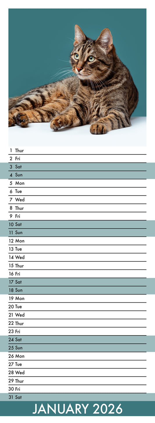 Tabby Cats - Slim Calendar 2026