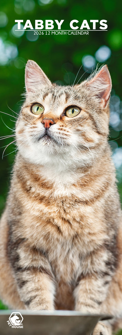 Tabby Cats - Slim Calendar 2026