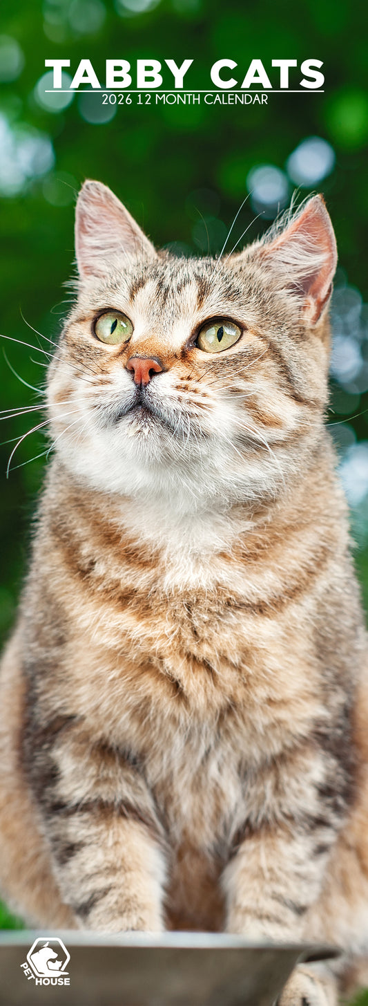 Tabby Cats - Slim Calendar 2026