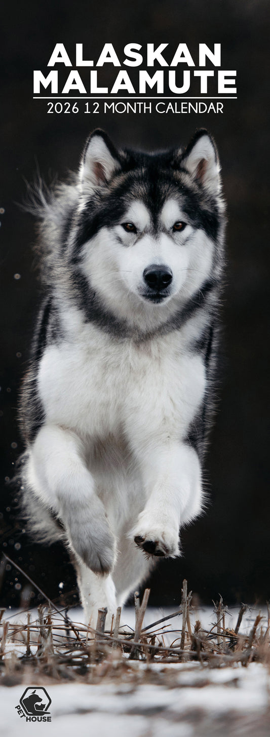 Alaskan Malamute - Slim Calendar 2026