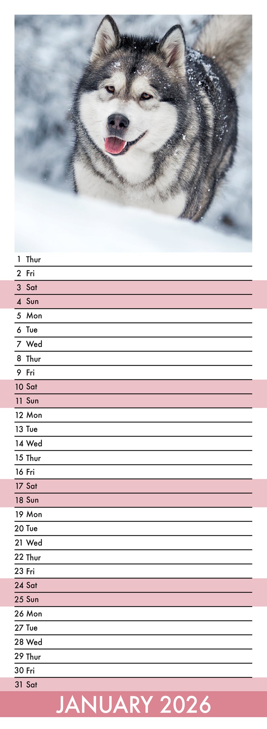 Alaskan Malamute - Slim Calendar 2026