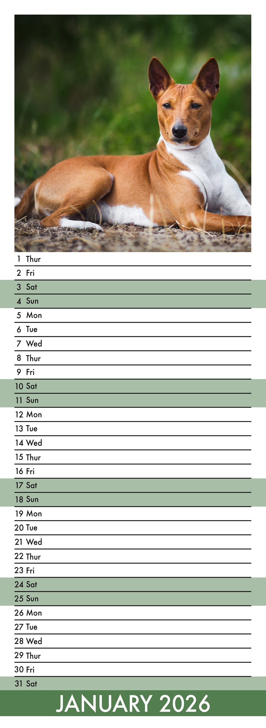 Basenji - Slim Calendar 2026