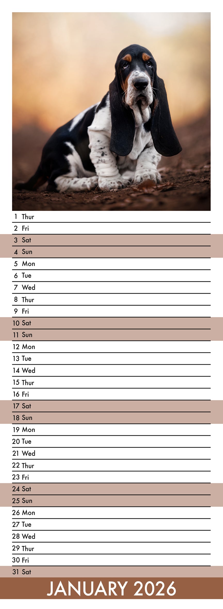 Bassett Hound - Slim Calendar 2026