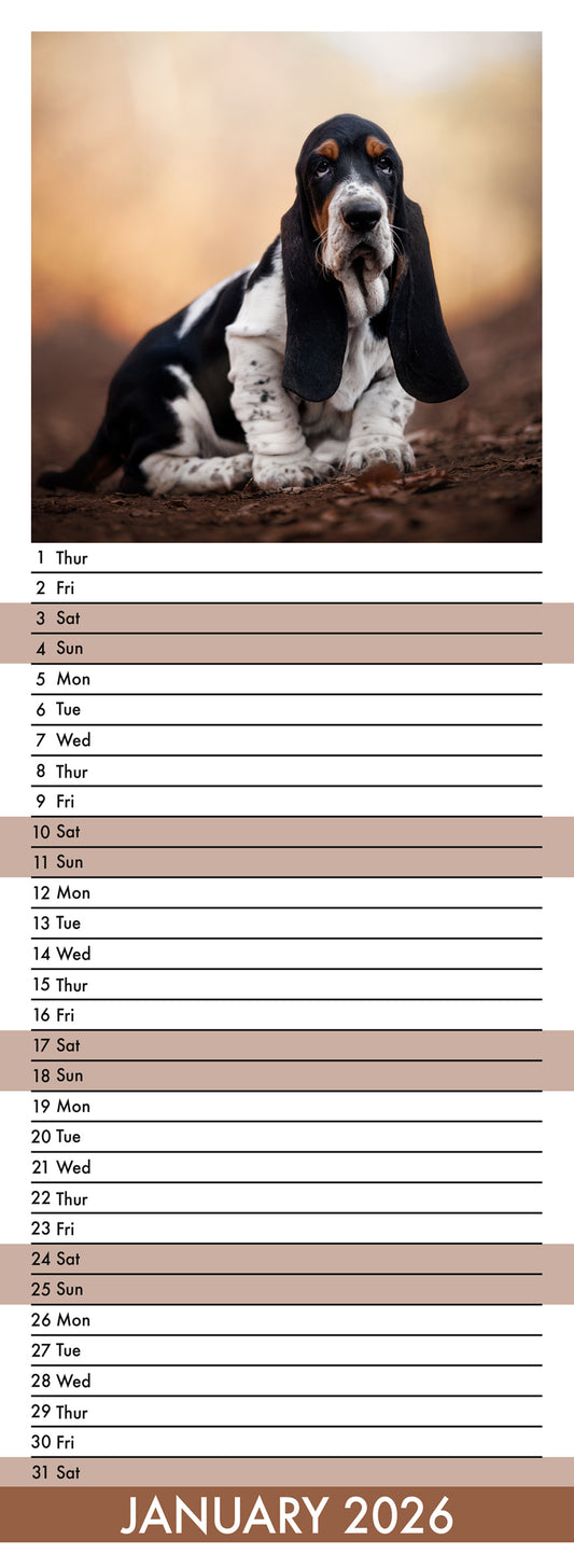 Bassett Hound - Slim Calendar 2026