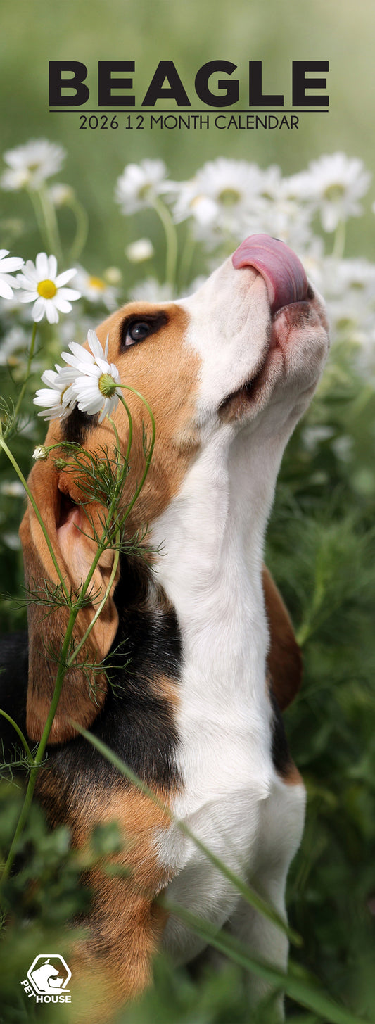 Beagle - Slim Calendar 2026