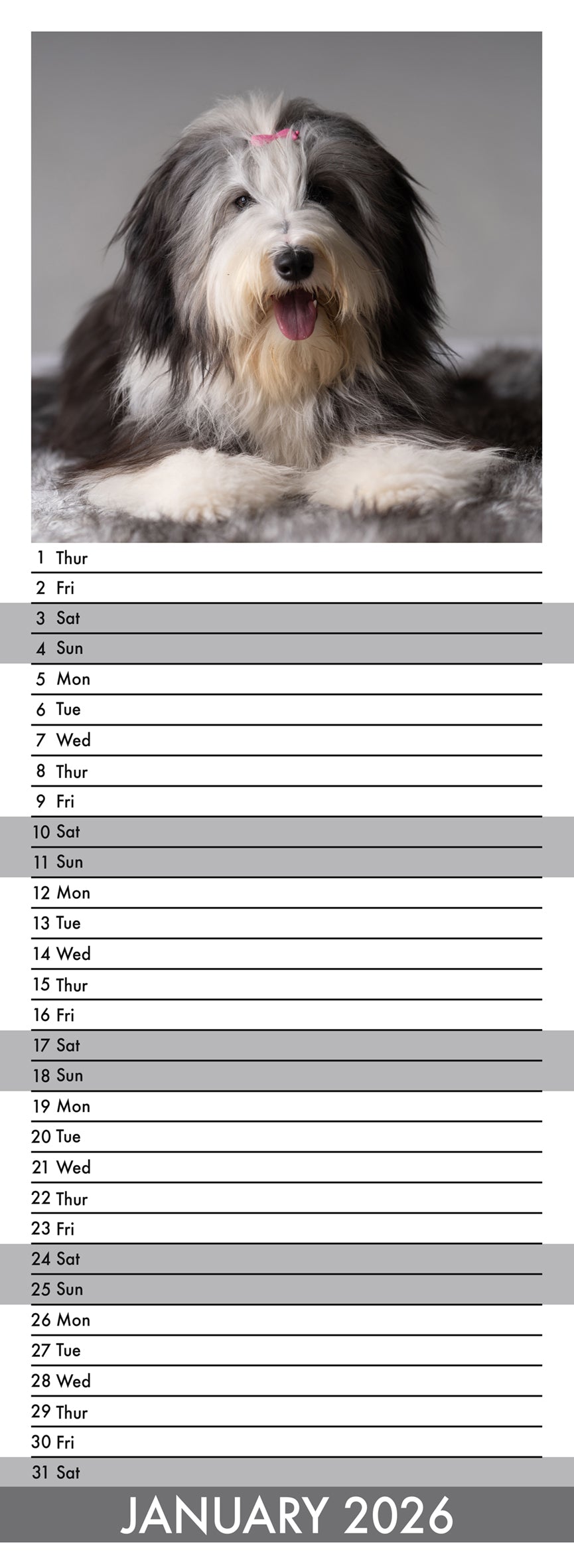 Bearded Collie - Slim Calendar 2026