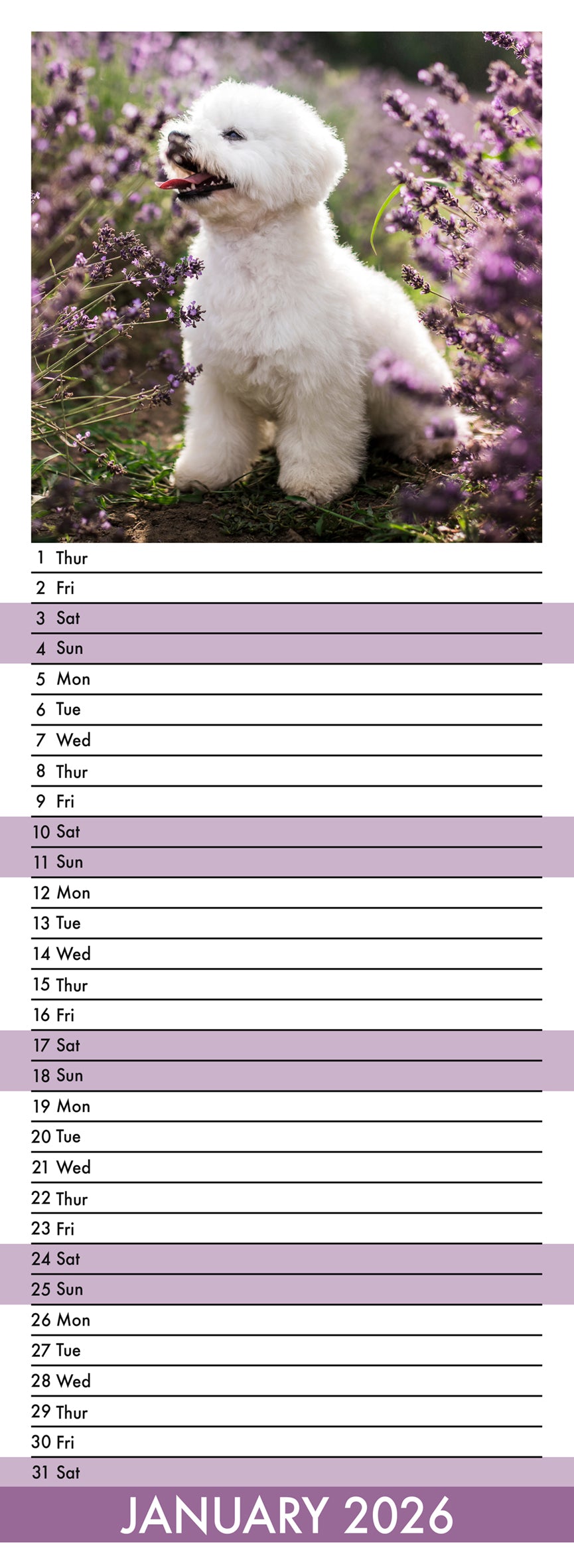 Bichon Frise - Slim Calendar 2026