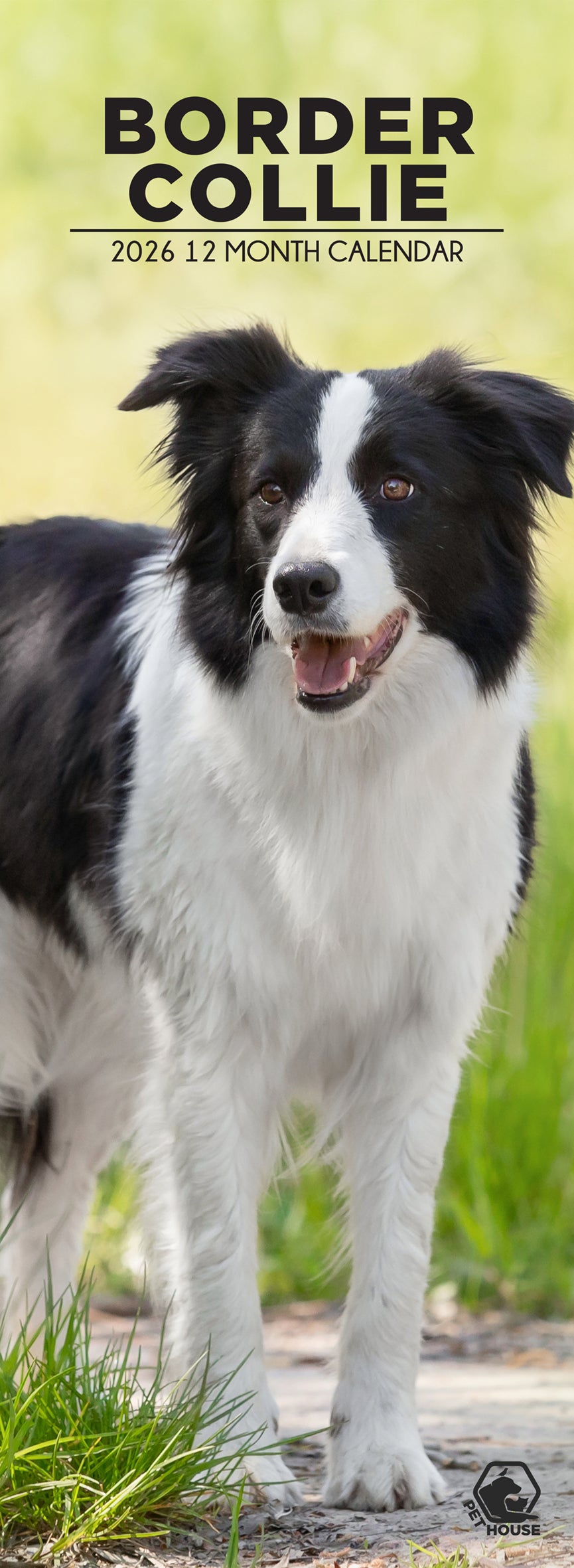 Border Collie - Slim Calendar 2026