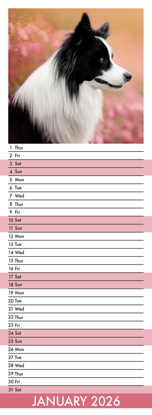 Border Collie - Slim Calendar 2026