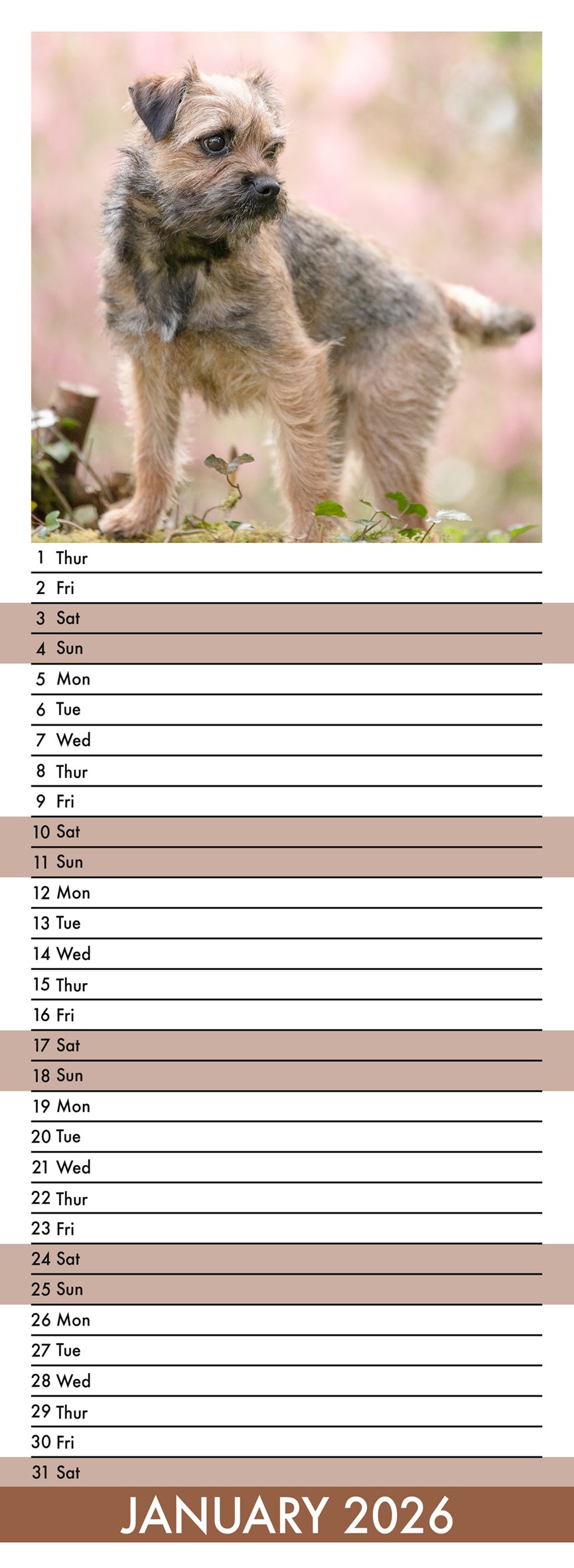 Border Terrier - Slim Calendar 2026