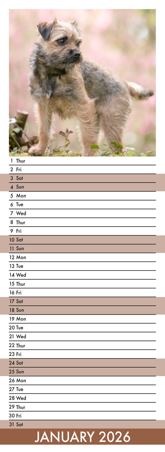 Border Terrier - Slim Calendar 2026