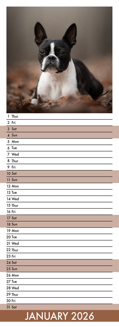 Boston Terrier - Slim Calendar 2026