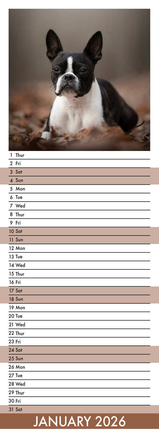 Boston Terrier - Slim Calendar 2026