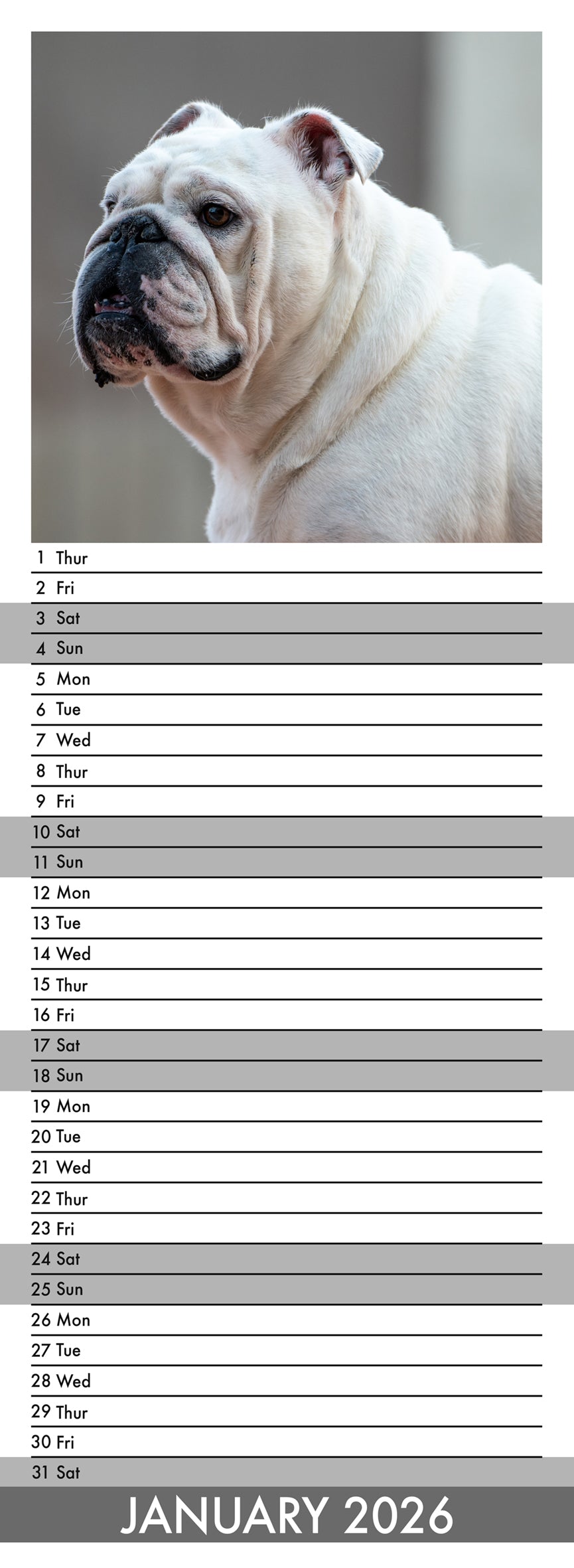 Bulldog - Slim Calendar 2026