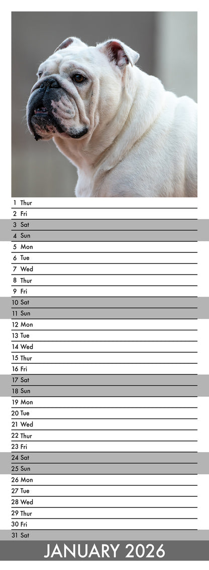 Bulldog - Slim Calendar 2026