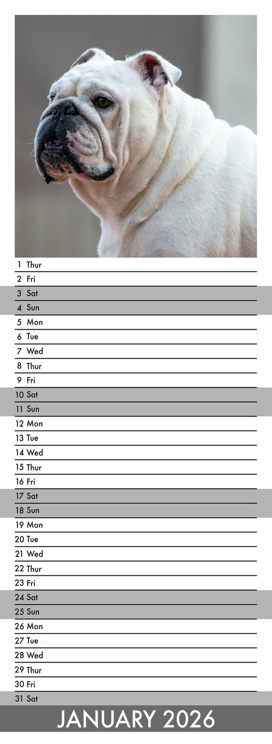 Bulldog - Slim Calendar 2026