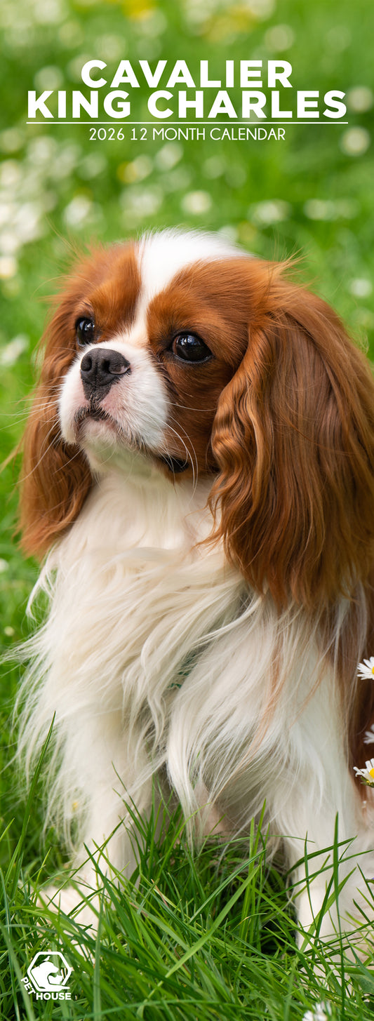 Cavalier King Charles - Slim Calendar 2026