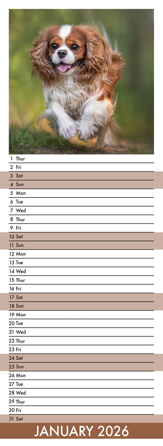 Cavalier King Charles - Slim Calendar 2026