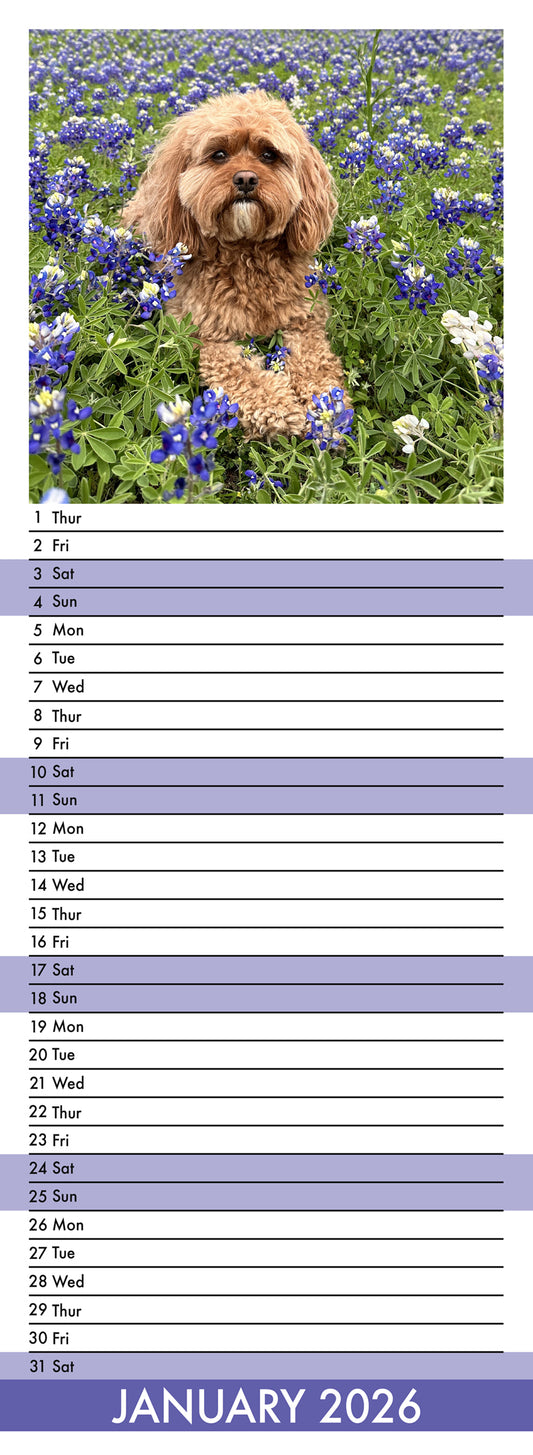Cavapoo - Slim Calendar 2026