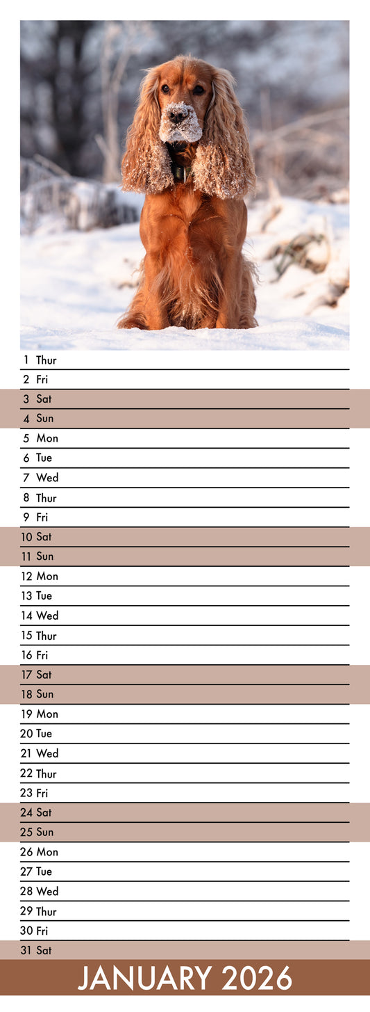 Cocker Spaniel - Slim Calendar 2026