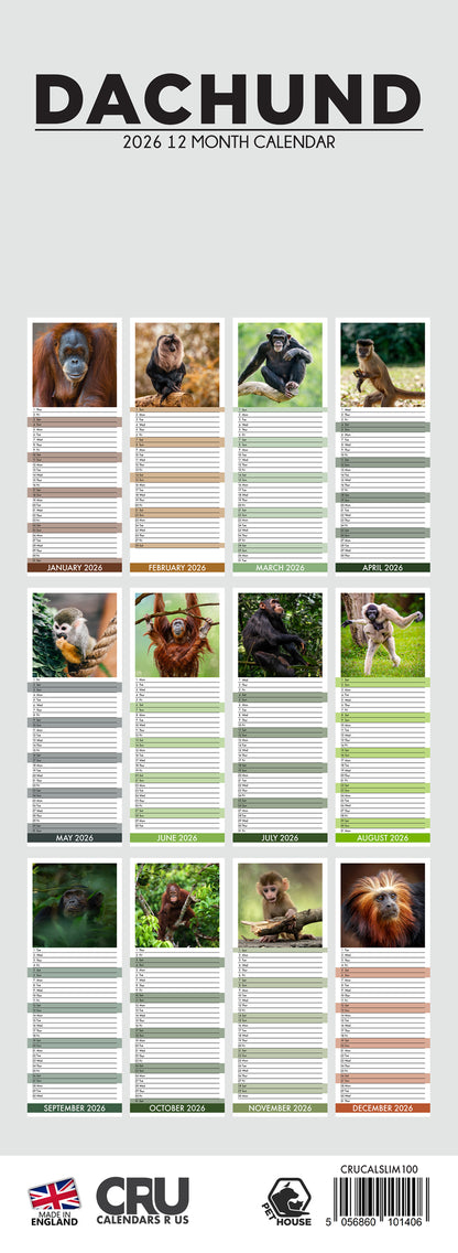 Dachshund - Slim Calendar 2026