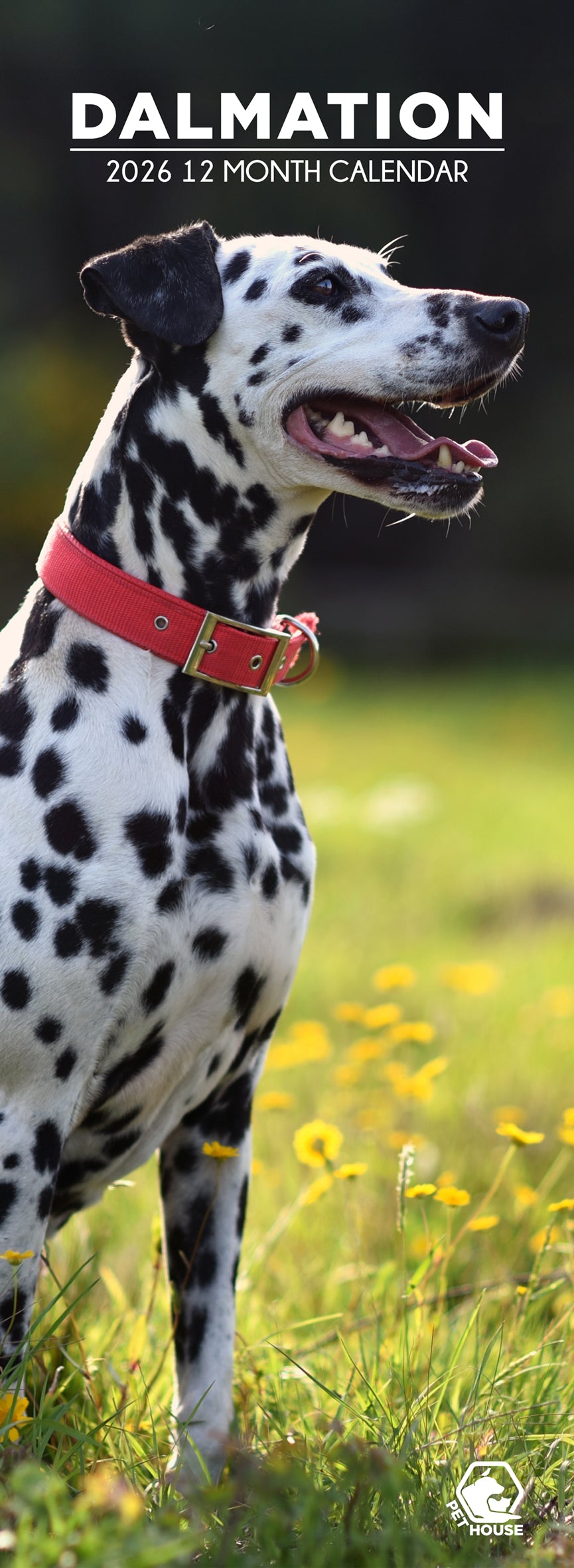 Dalmatian - Slim Calendar 2026