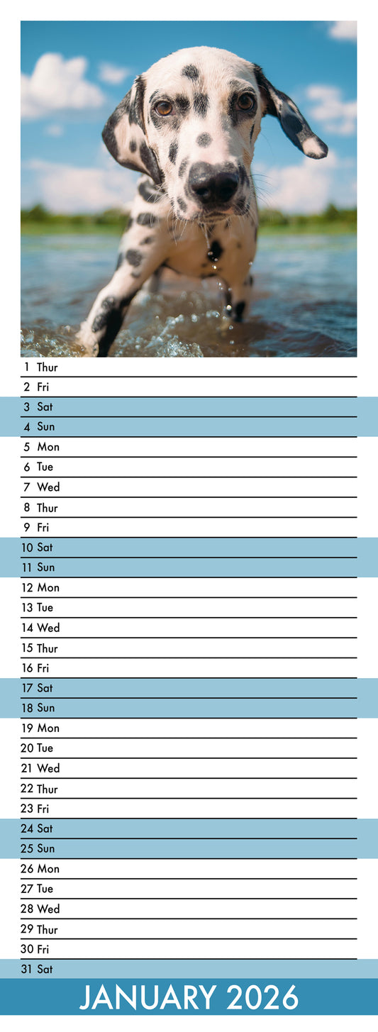 Dalmatian - Slim Calendar 2026