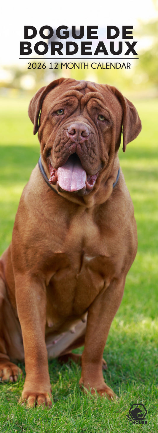Dogue De Bordeaux - Slim Calendar 2026