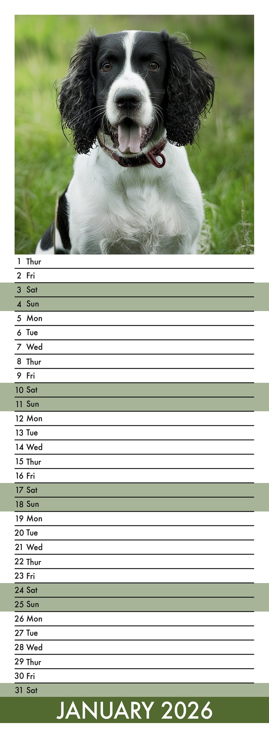 English Springer Spaniel - Slim Calendar 2026