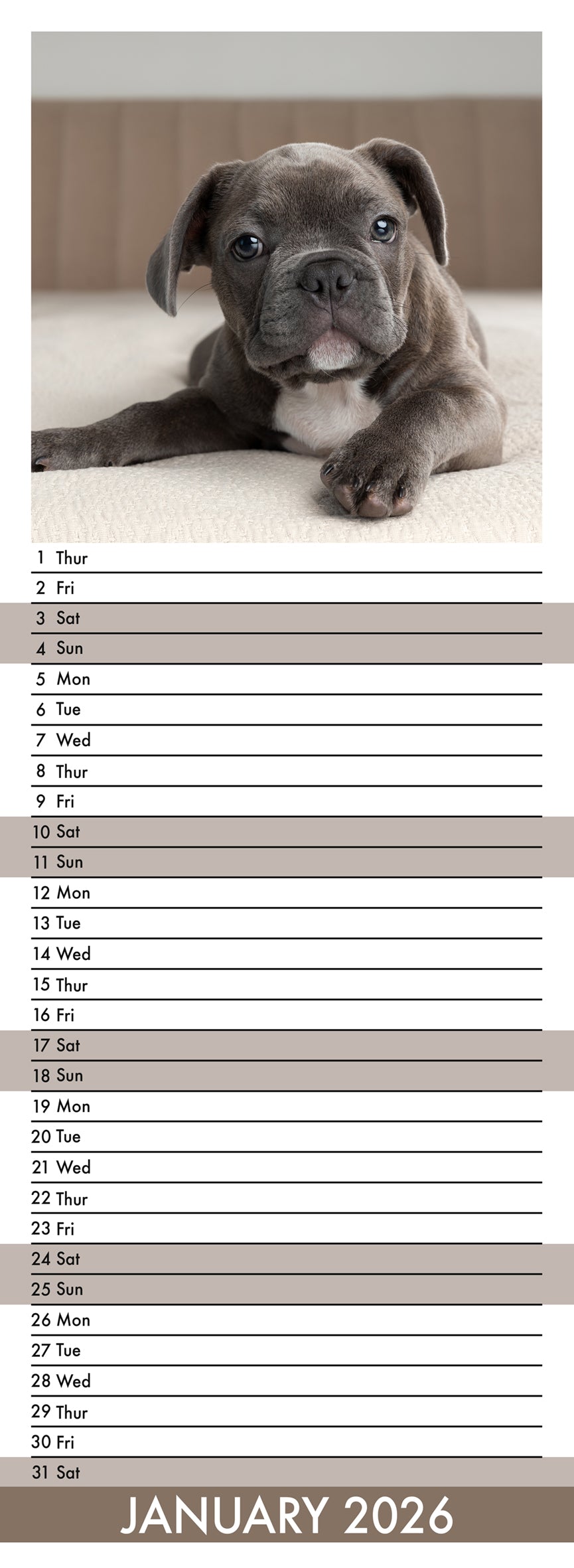 French Bulldog - Slim Calendar 2026
