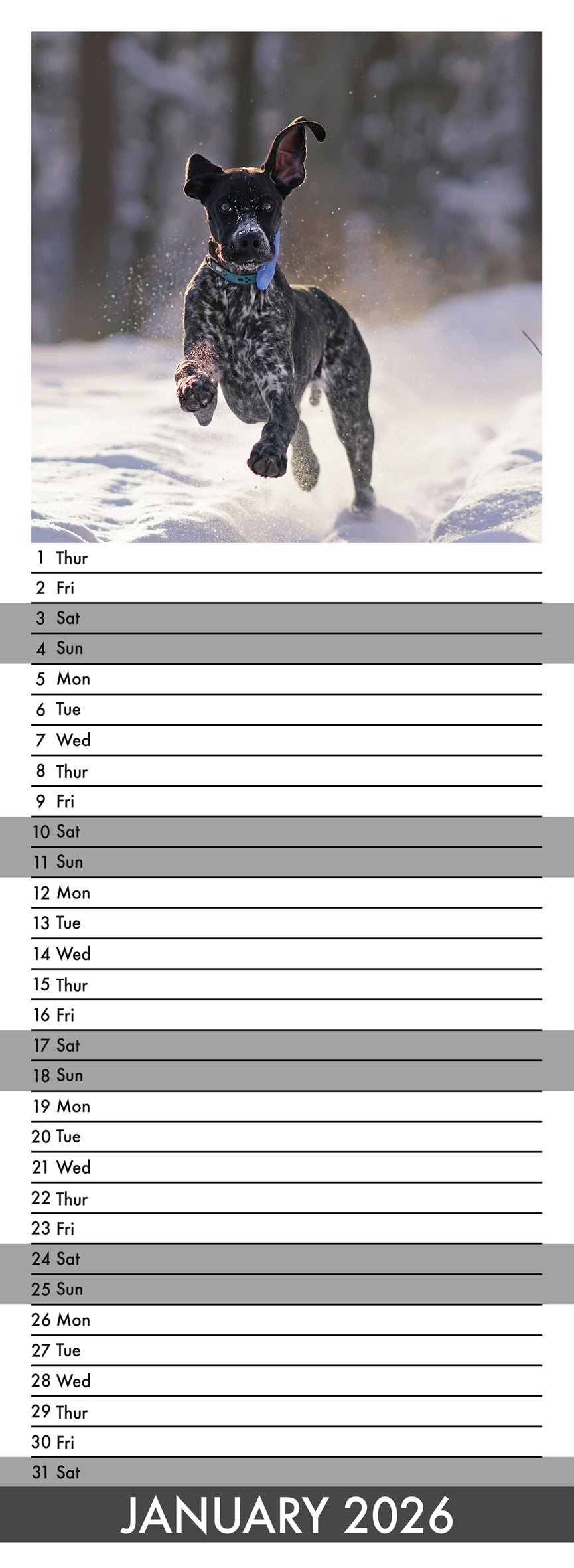 German Shorthaired Pointer - Slim Calendar 2026