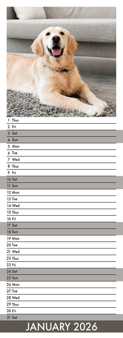 Golden Retriever - Slim Calendar 2026