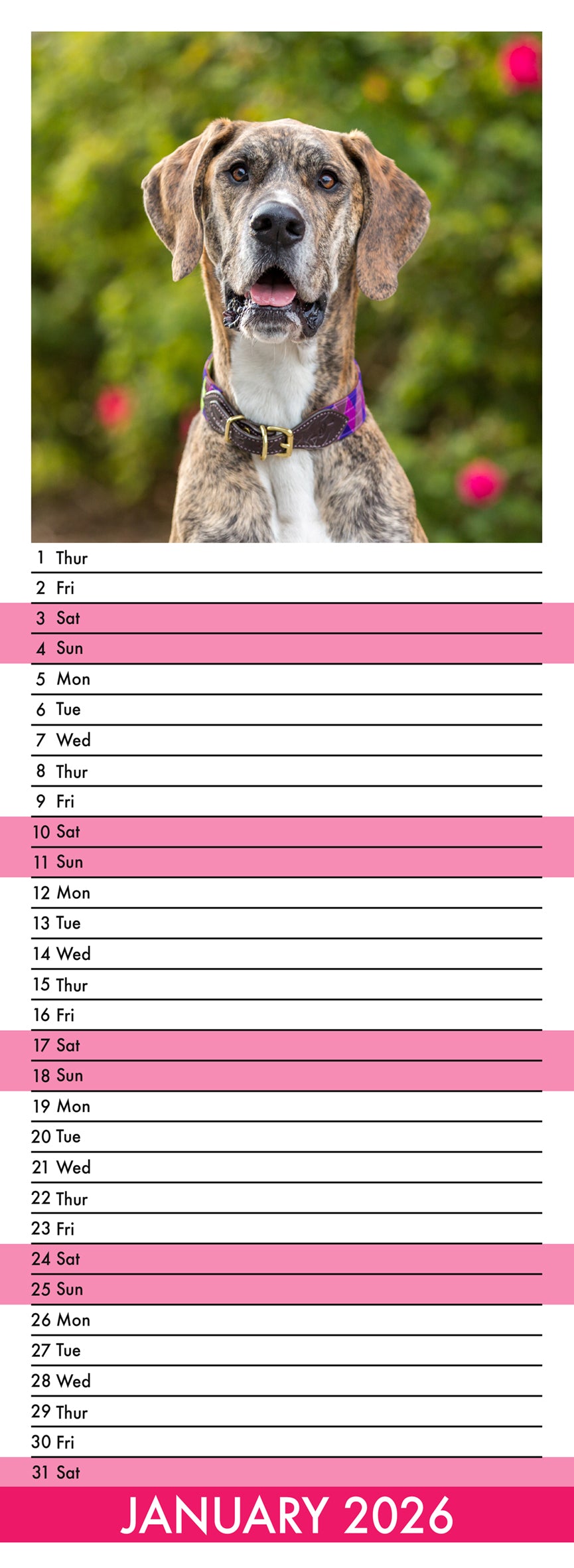 Great Dane - Slim Calendar 2026