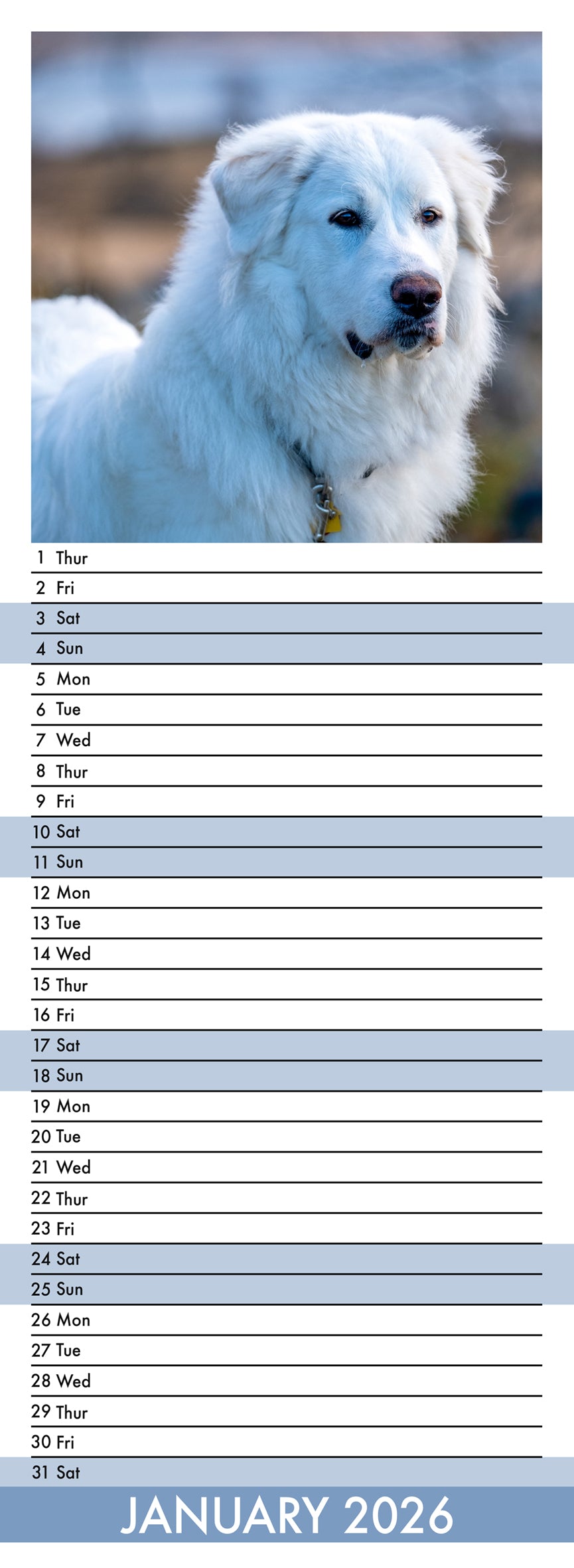 Great Pyrenees - Slim Calendar 2026