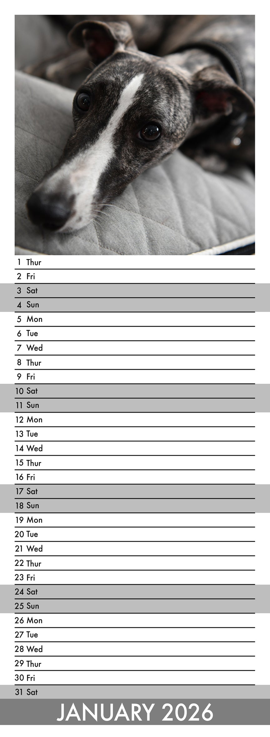 Greyhound - Slim Calendar 2026