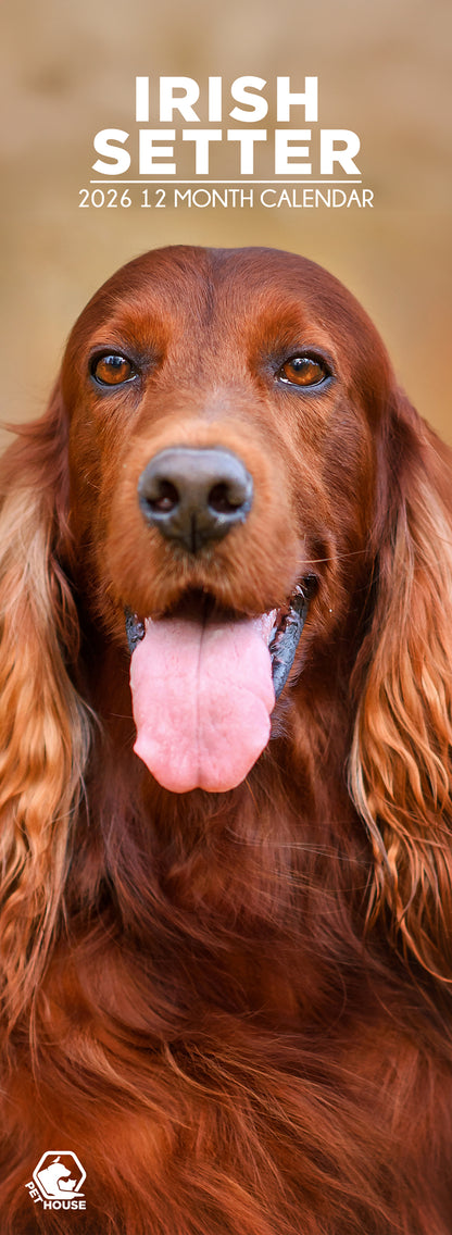 Irish Setter - Slim Calendar 2026