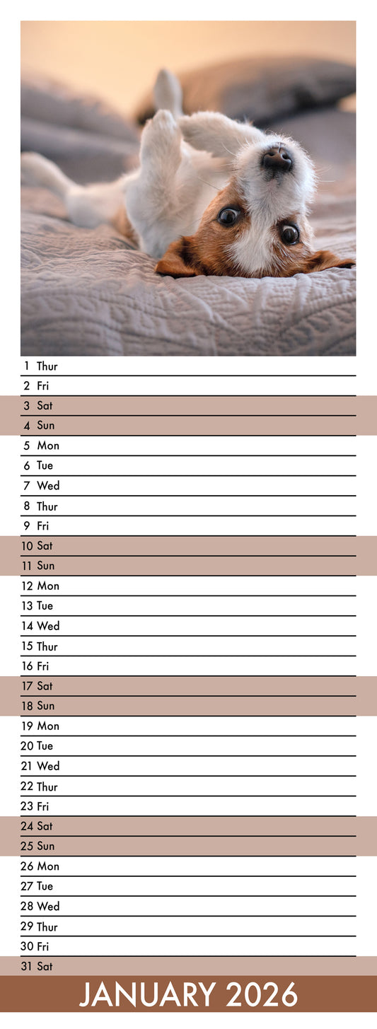 Jack Russell - Slim Calendar 2026