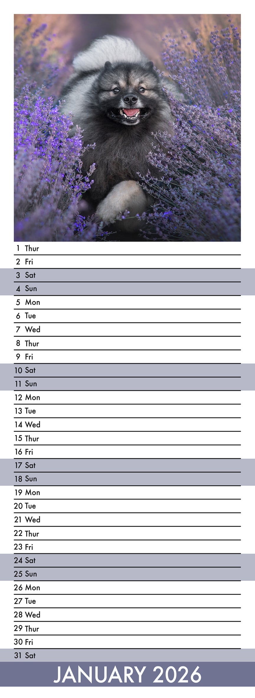 Keeshond - Slim Calendar 2026