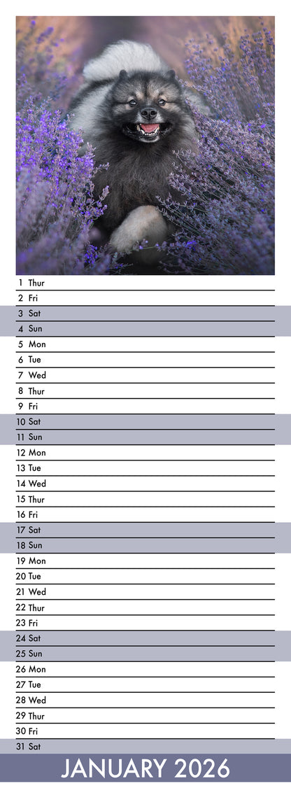 Keeshond - Slim Calendar 2026