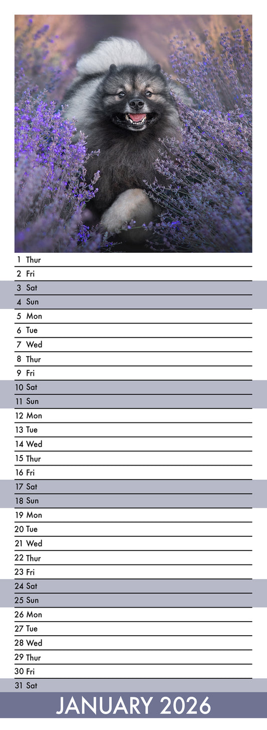 Keeshond - Slim Calendar 2026