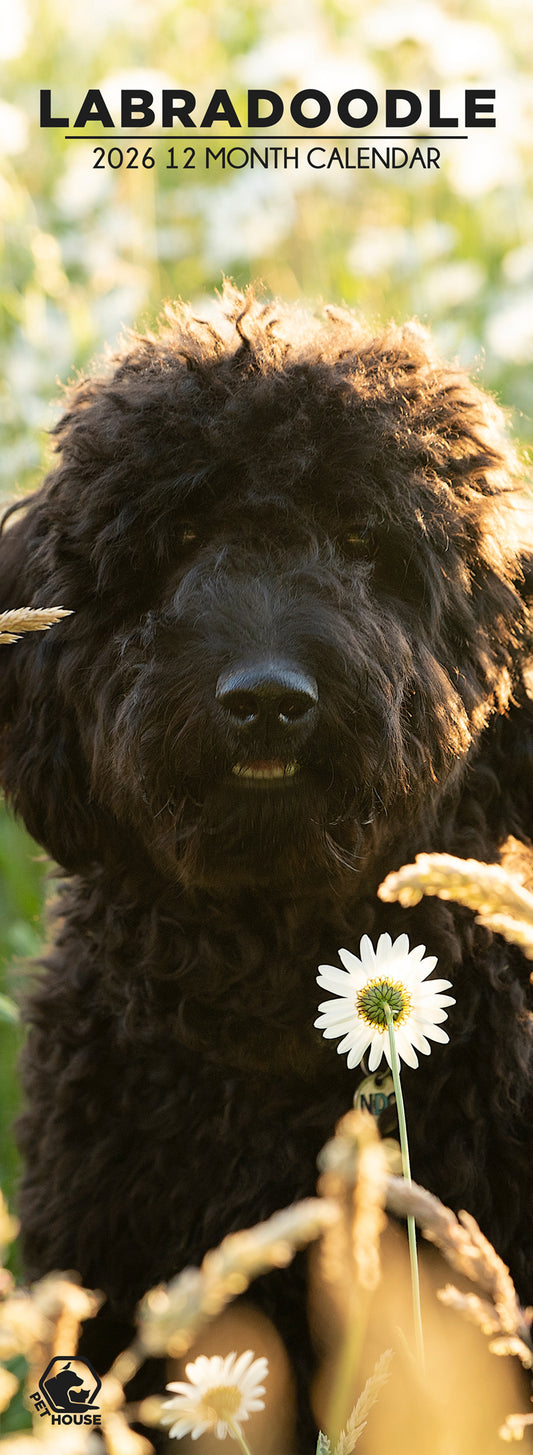 Labradoodle - Slim Calendar 2026