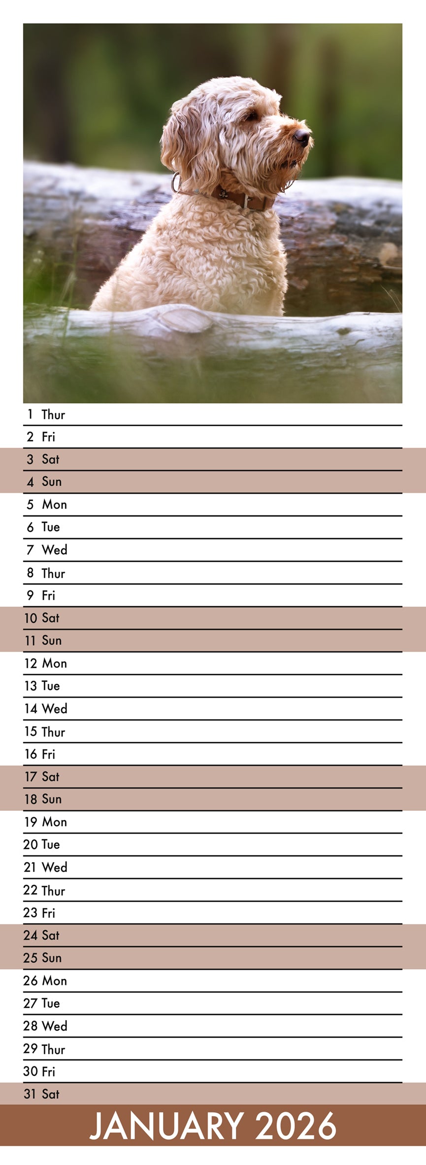 Labradoodle - Slim Calendar 2026